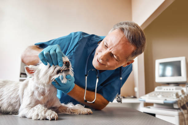 Best Same-Day Emergency Dental Services in Middlesborough, KY